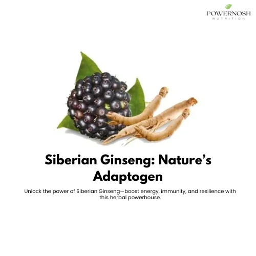The Ultimate Guide to Siberian Ginseng: Benefits, Uses & Science