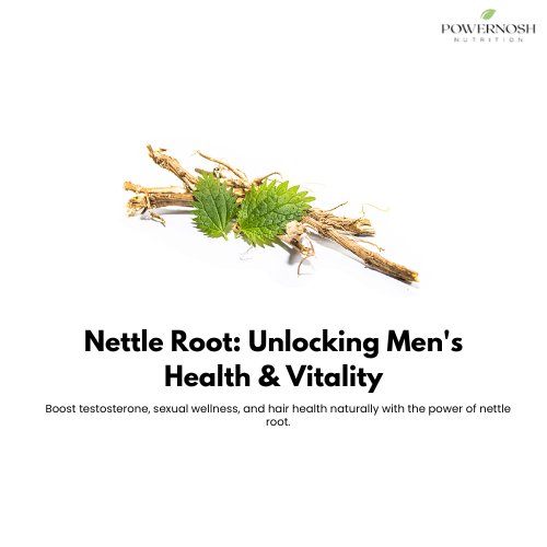 Testosterone Root Nettle Root Benefits for Testosterone & Men's Wellness – POWERNOSH ...